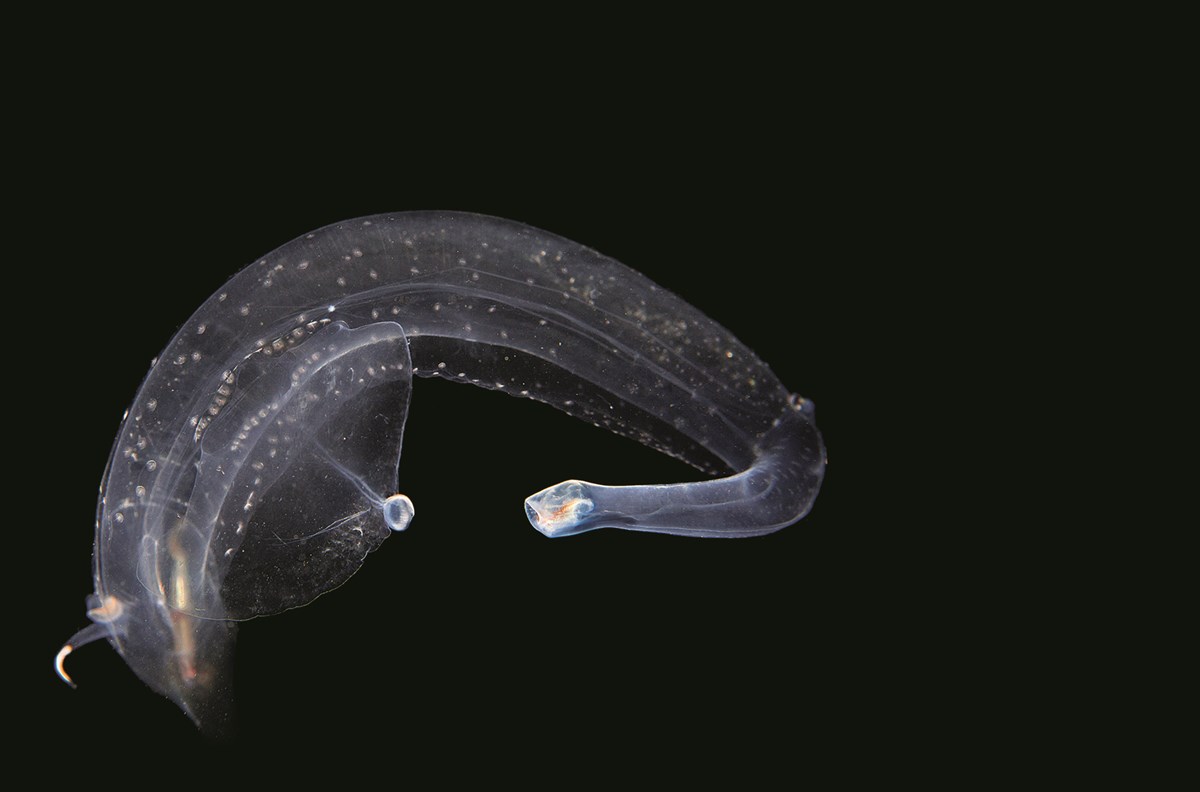 Firola, the “sea elephant,” is one of the largest planktonic mollusks, and can grow to about a foot. Firola, the “sea elephant,” is one of the largest planktonic mollusks, and can grow to about a foot.