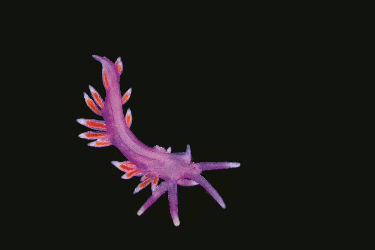 Call it a young nudibranch or call it a young sea slug—both names are common. Specifically, it’s part of the genus called flabellina. And it too is part of the plankton world.