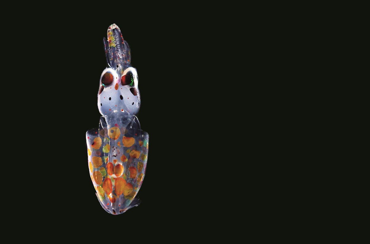 This European squid (Loligo vulgaris), about 4 or 5 millimeters long, has just hatched but is already showing red and yellow pigment cells that will let it change its color at will.