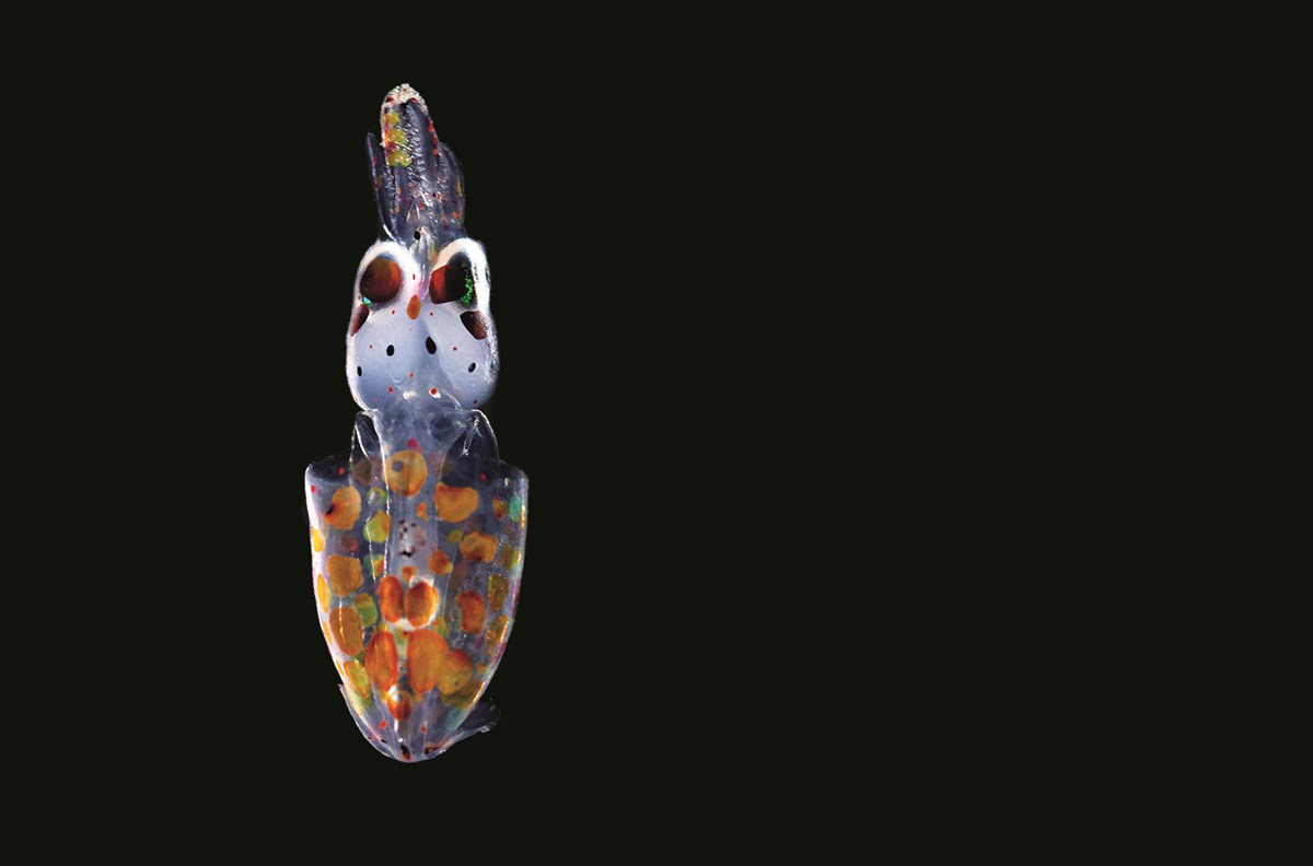 This European squid (Loligo vulgaris), about 4 or 5 millimeters long, has just hatched but is already showing red and yellow pigment cells that will let it change its color at will. This European squid (Loligo vulgaris), about 4 or 5 millimeters long, has just hatched but is already showing red and yellow pigment cells that will let it change its color at will.
