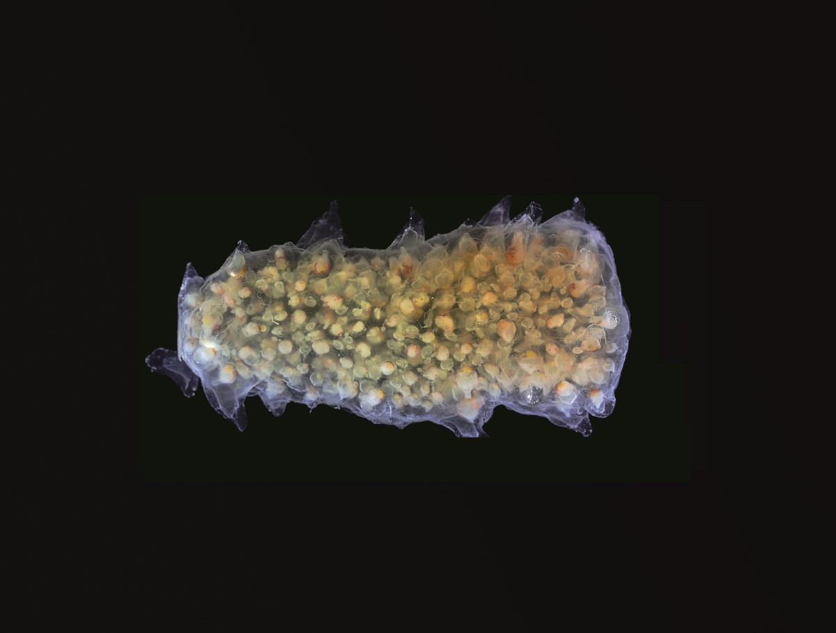 A pyrosome is not one animal but a colony of hundreds of separate multicellular animals traveling together. They can move a bit through jet propulsion, but (as with all plankton) their movements are mostly determined by the movements of the sea.