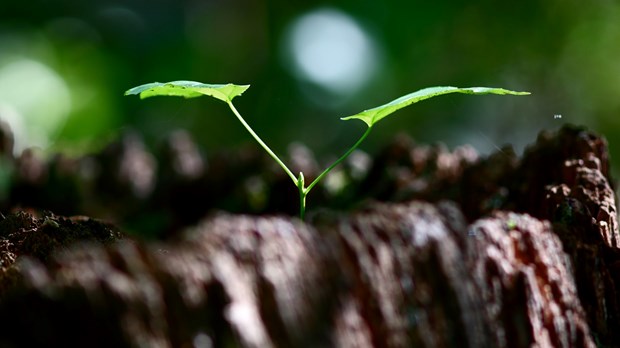 Bringing Innovative Strategies to an Established Small Church Bringing Innovative Strategies to an Established Small Church