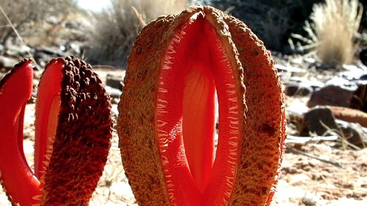 Hydnora visseri near Karasburg, Namibia. These flowers are about a foot tall.