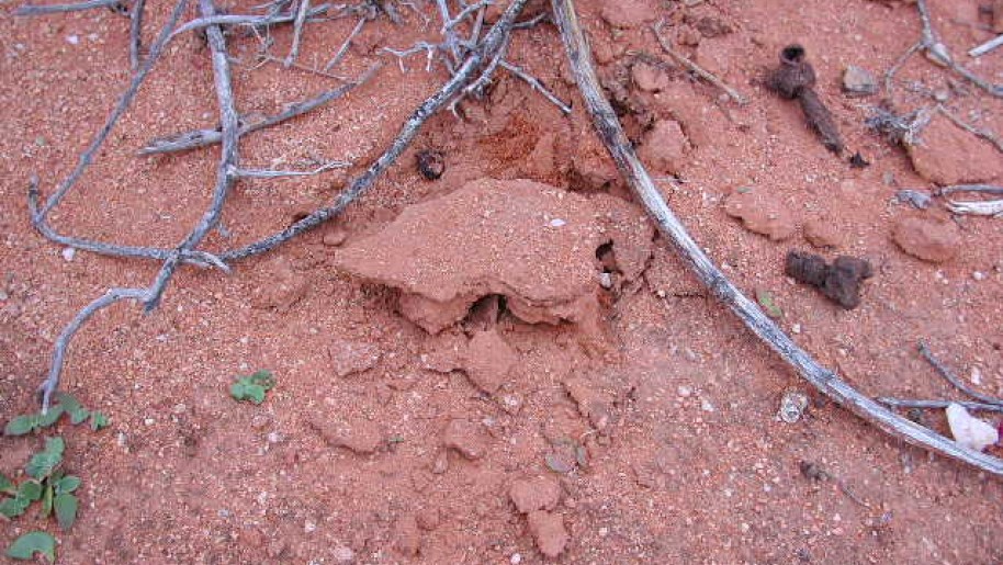 Cracks indicate a flowering or fruiting H. triceps where the expanding plant has pushed up the desert pavement. The dried, shriveled stems of the host are on the right.