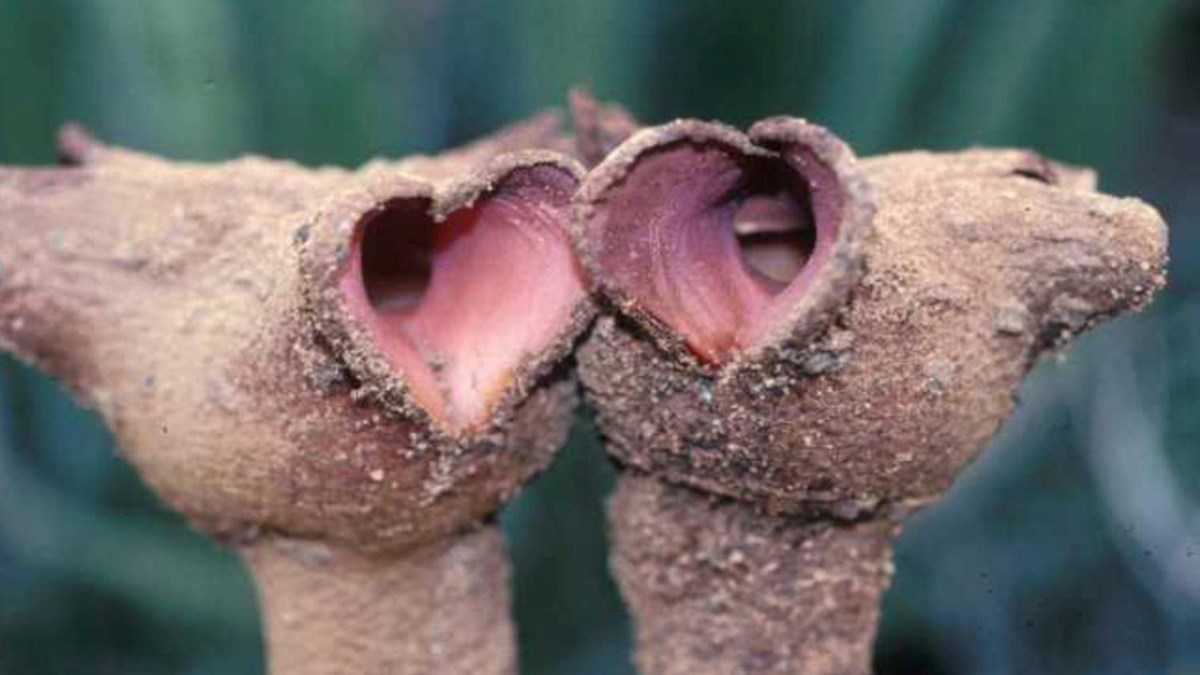 Notice the openings on the sides of the flowers protected from dirt entering by the piston-like top of the flowers that push up the crusty soil.