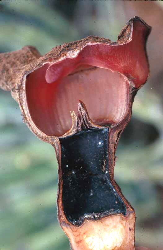 A H. triceps flower cut in half showing the black chamber. The pointed structures at the top of the chamber are the male parts that come together to close the top of the chamber.