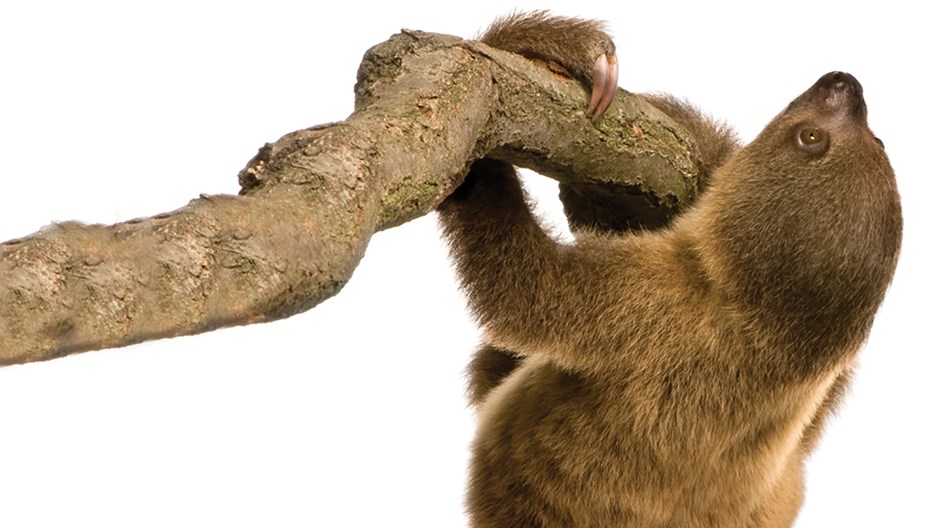 Hardworking Sloths: Disguising Spiritual Laziness