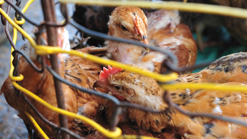 The Grim Realities of Factory Farms