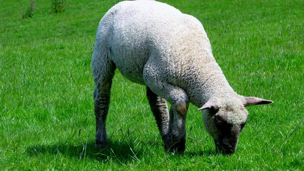 Feeding the Flock In a Count-the-Sheep Culture Feeding the Flock In a Count-the-Sheep Culture