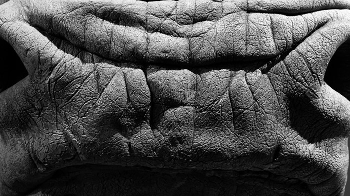 How I Got a Rhino Hide How I Got a Rhino Hide