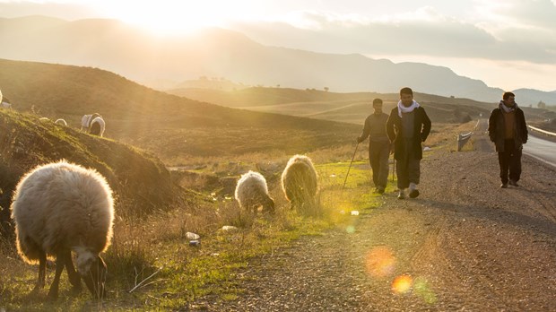 Shepherds on the road to Sulaymaniyah.