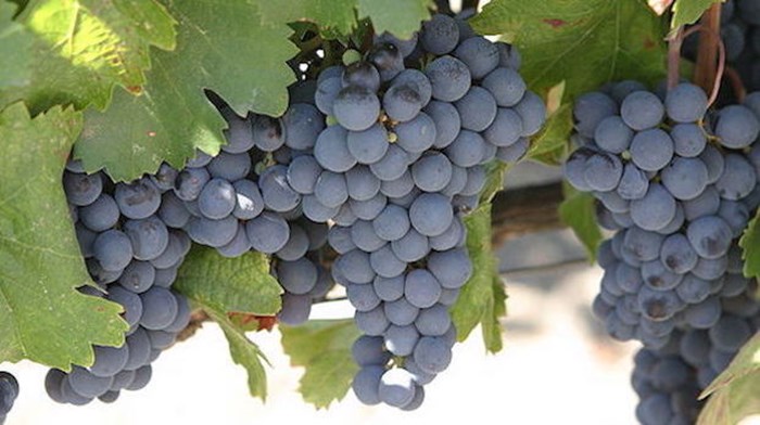 Revitalizing Church Through an Outward Focus