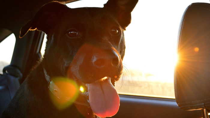 Why I Did a Funeral for a Dog Why I Did a Funeral for a Dog
