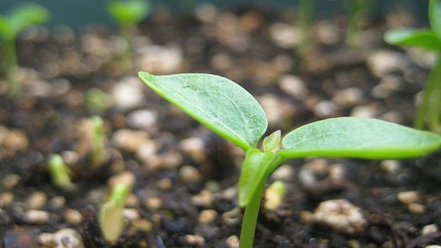 The Most Important Role of Denominations in Church Planting The Most Important Role of Denominations in Church Planting