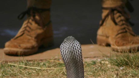 Stepping on the Snake