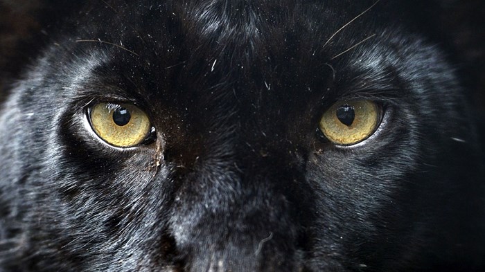 Animal Instincts Animal Instincts