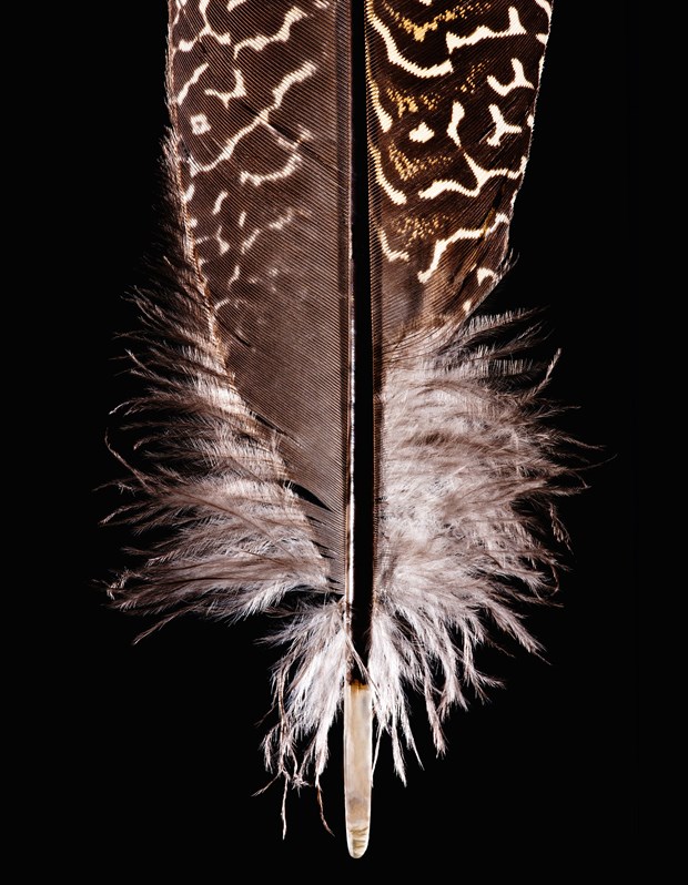 The Extravagant Beauty of Feathers, Arts & Culture