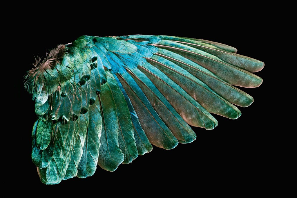 What Bird Is This Lovely Feather From? — Featherfolio