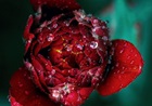 8 Steps to Forgiveness 8 Steps to Forgiveness
