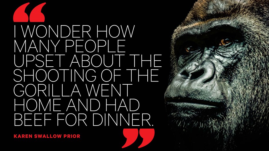 A Dead Gorilla Highlights Zoos' Bigger Problem