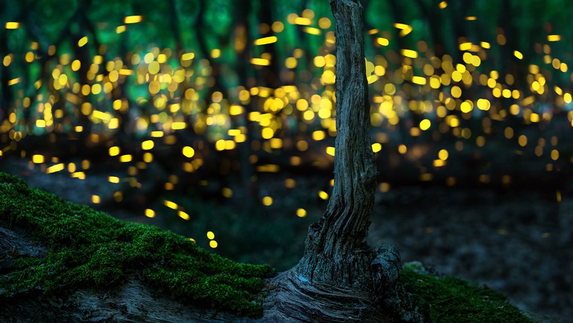 The Most Spectacular Firefly The Behemoth