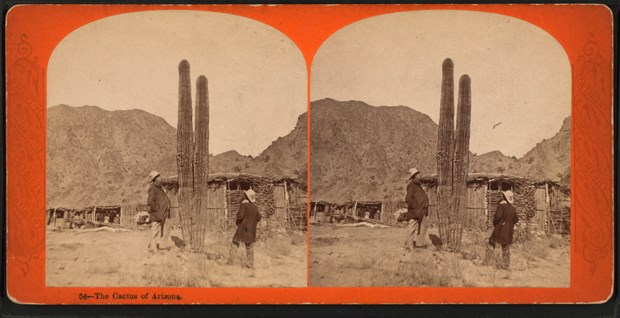 This stereograph from about 1875 is simply titled “The cactus of Arizona.” There are more than 50 cacti in Arizona, but the most famous—and the subject of this image—is the saguaro. It can live for more than 150 years. The tallest saguaro grew 78 feet tall before it fell over.