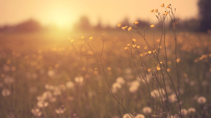 How Your Church Can Grow Young How Your Church Can Grow Young