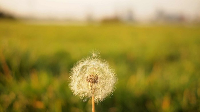I Found Purpose at the End of My Pastorate I Found Purpose at the End of My Pastorate