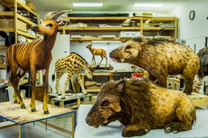 Animal models that represent that types of creatures that may have been on Noah's Ark. Animal models that represent that types of creatures that may have been on Noah's Ark.