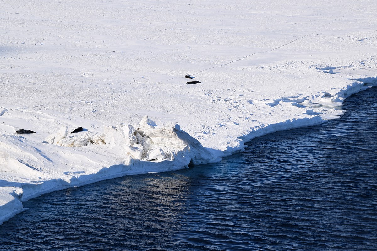 Weddell seals rest, or “haul out,” on the sea ice near New Zealand’s Scott Base. These mild-mannered mammals live along the fringes of the entire Antarctic coast and can weigh up to 1,350 pounds.