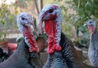 Turkey Trouble Turkey Trouble