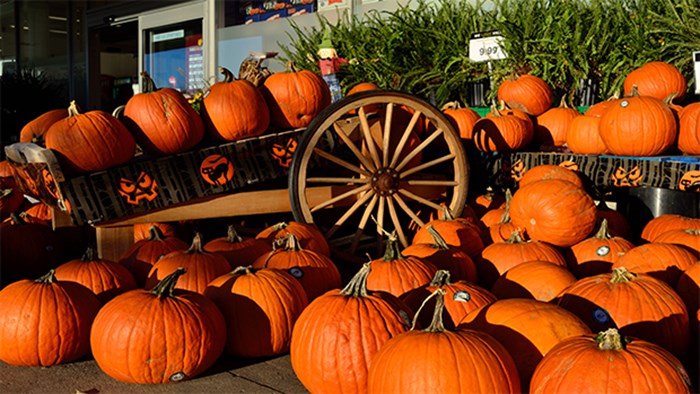 Don't Waste the Opportunity: 4 Reasons You Should Go Trick or Treating This Weekend Don't Waste the Opportunity: 4 Reasons You Should Go Trick or Treating This Weekend