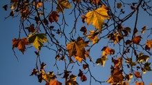 November, Bring It On November, Bring It On