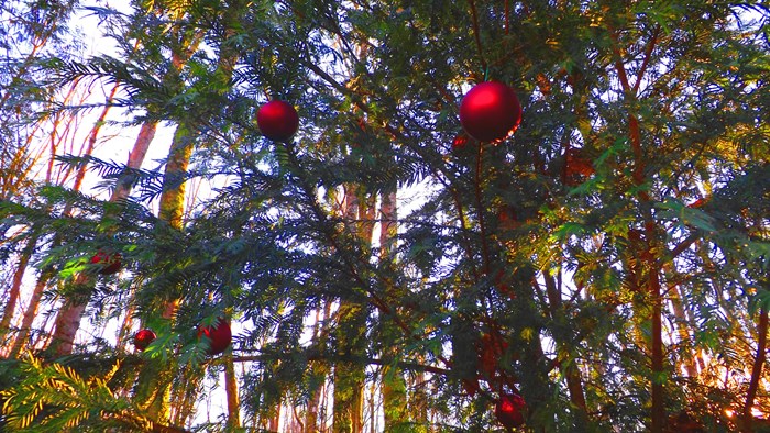 O, Christmas Tree O, Christmas Tree