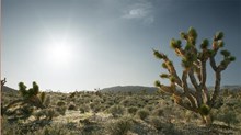 Lessons from the Joshua Tree