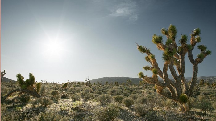 Lessons from the Joshua Tree Lessons from the Joshua Tree
