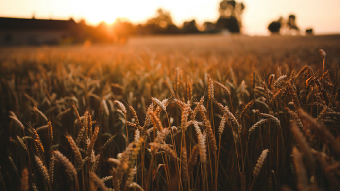 Toward a National Renewal of Evangelism through the Local Church in Our Day Toward a National Renewal of Evangelism through the Local Church in Our Day