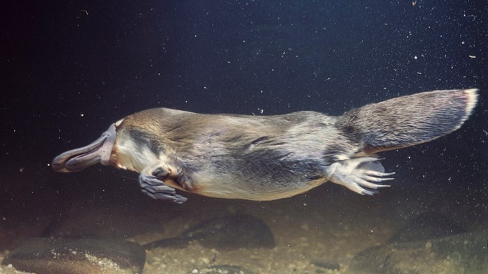 The Church as Platypus The Church as Platypus