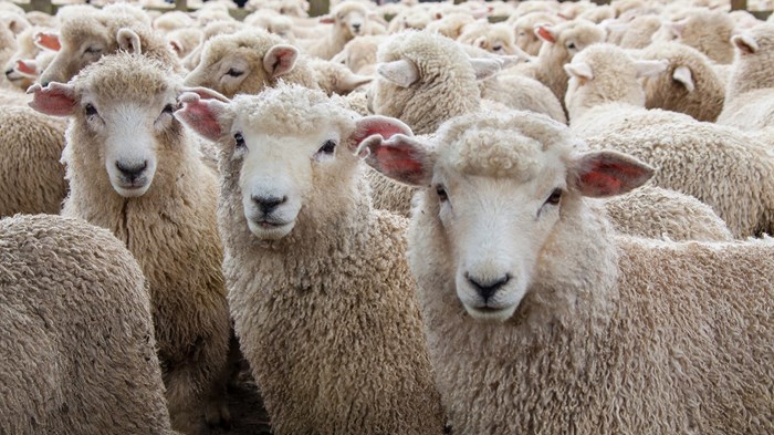 When No One Seems Qualified to Lead When No One Seems Qualified to Lead