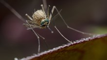 Christians, Think Twice About Eradicating Mosquitoes to Defeat Malaria Christians, Think Twice About Eradicating Mosquitoes to Defeat Malaria