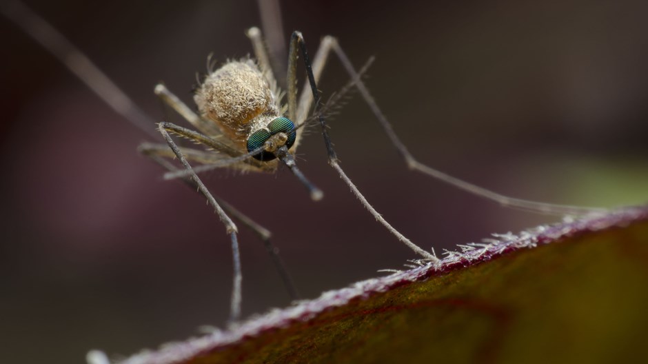 Christians, Think Twice About Eradicating Mosquitoes to Defeat Malaria