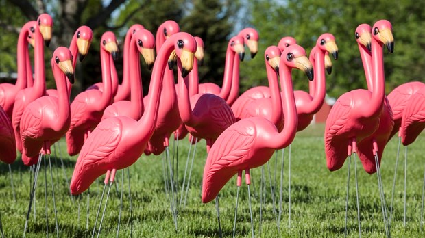 Quick Tip for VBS Promotion: "Flamingo" Marketing Quick Tip for VBS Promotion: "Flamingo" Marketing