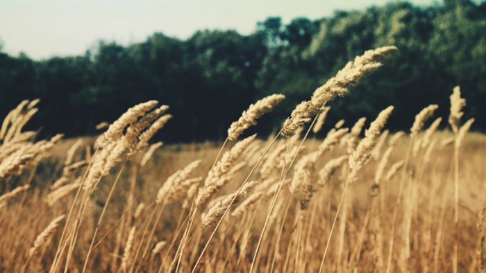SEND Institute: A New Learning Community for Church Planting SEND Institute: A New Learning Community for Church Planting