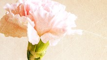 When Mother’s Day Feels Like a Minefield When Mother’s Day Feels Like a Minefield