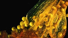 Take Hope in That High Pollen Count Take Hope in That High Pollen Count