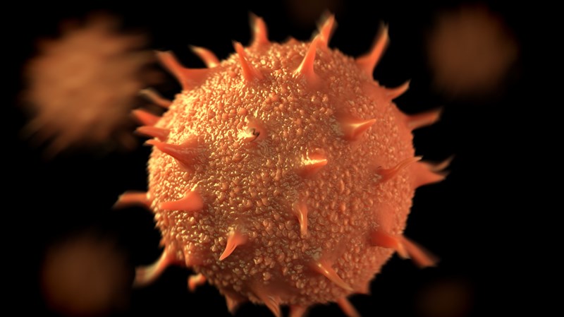 Under a scanning electron microscope, the forms of pollen come to light. The tough outer coat is forged into fantastical forms typical of each species, many with ridges, spines and dimples. Some have wings, others are disc or bean shaped, some are even threadlike. Many pollen grains have grooves or pores in them. These allow the case to shrink or grow with changes in humidity. Sunflower pollen grains (pictured) are spikey balls; buckwheat pollen look like wheat grains with a surface reminiscent of a cantaloupe; myrtle pollen are vaguely triangular. Under a scanning electron microscope, the forms of pollen come to light. The tough outer coat is forged into fantastical forms typical of each species, many with ridges, spines and dimples. Some have wings, others are disc or bean shaped, some are even threadlike. Many pollen grains have grooves or pores in them. These allow the case to shrink or grow with changes in humidity. Sunflower pollen grains (pictured) are spikey balls; buckwheat pollen look like wheat grains with a surface reminiscent of a cantaloupe; myrtle pollen are vaguely triangular.