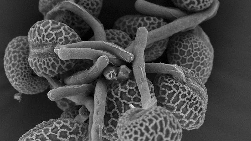 Each pollen grain—the male reproductive effort—has a cell in it that will fuse with an egg cell to produce a zygote. The male pollen cell functions much like sperm in a human except that it cannot move on its own. This is where the rest of the pollen grain comes in. On the outside is a waxy coating full of nutritious sugars and proteins. Next is a hard, outside covering, with unique and varied grooves, holes and ridges. Inside the outer covering lies hidden the sperm, some liquid and one or more helper cells which will aid the sperm cell’s travel to the egg. Here you can see lily pollen grains that have produced tubes that will grow down the length of the female plant structures to the egg.