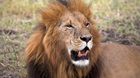 The Roaring of the Lord The Roaring of the Lord