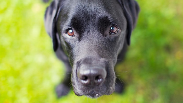 How Dogs Help Us Experience Sabbath Rest How Dogs Help Us Experience Sabbath Rest