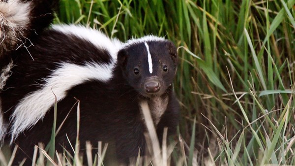 The Day I Brought a Skunk to Church